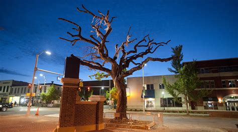 auburn poisoned trees radio|auburn oak tree poisoning.